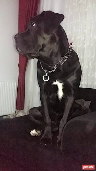 Cane Corso Italiano, Köpek  Gölge fotoğrafı