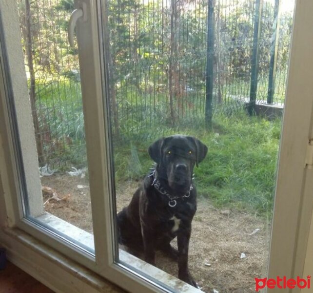 Cane Corso Italiano, Köpek  Gölge fotoğrafı