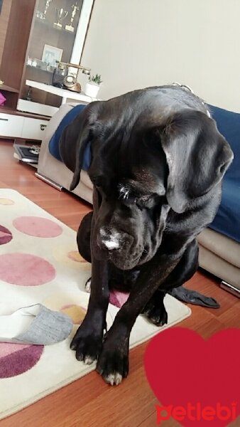 Cane Corso Italiano, Köpek  Gölge fotoğrafı