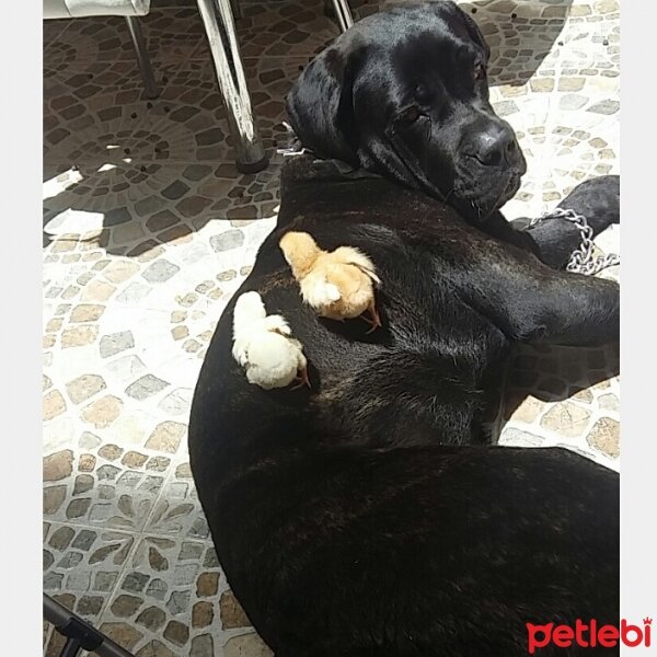 Cane Corso Italiano, Köpek  Gölge fotoğrafı