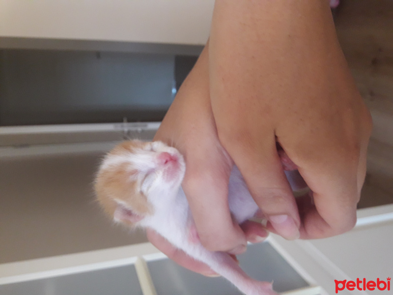 Soke, Kedi  ?? fotoğrafı