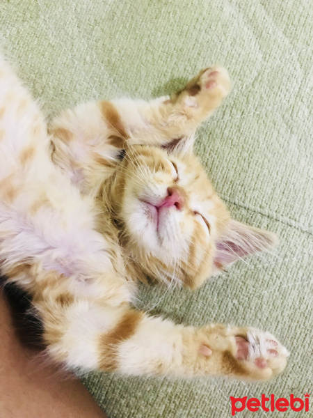 Tekir Kedi, Kedi  Venüs fotoğrafı