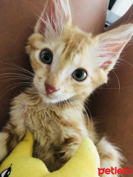 Tekir Kedi, Kedi  Venüs fotoğrafı