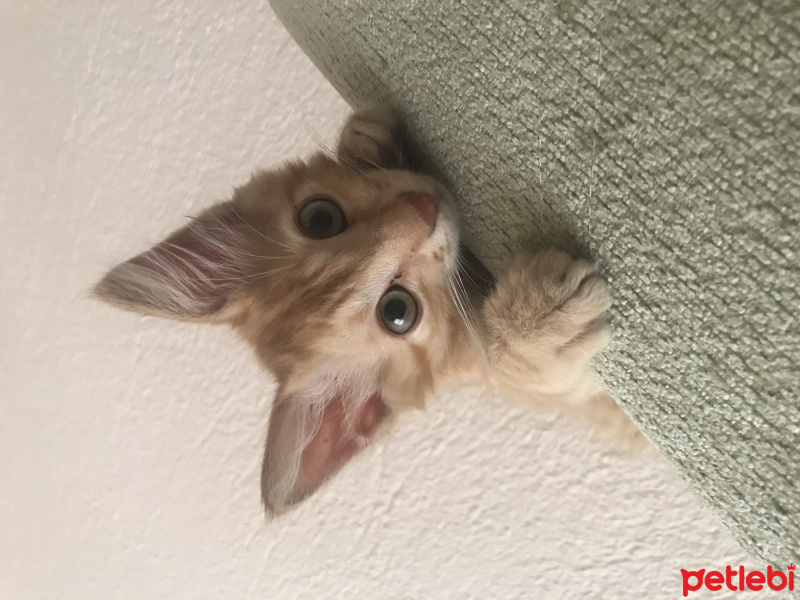 Tekir Kedi, Kedi  Venüs fotoğrafı