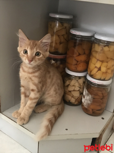Tekir Kedi, Kedi  Venüs fotoğrafı