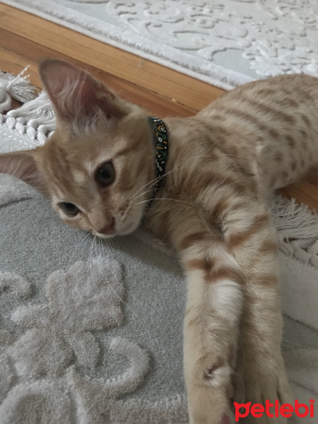 Tekir Kedi, Kedi  Venüs fotoğrafı