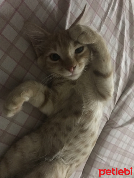 Tekir Kedi, Kedi  Venüs fotoğrafı