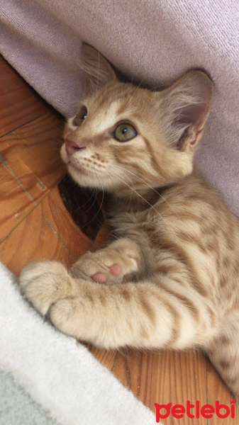 Tekir Kedi, Kedi  Venüs fotoğrafı