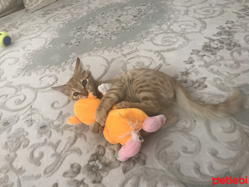 Tekir Kedi, Kedi  Venüs fotoğrafı