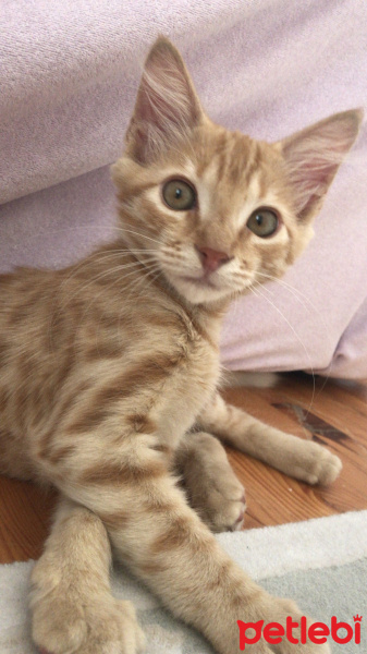 Tekir Kedi, Kedi  Venüs fotoğrafı