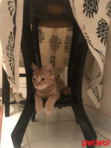 Tekir Kedi, Kedi  Venüs fotoğrafı