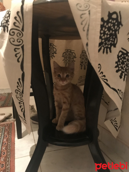 Tekir Kedi, Kedi  Venüs fotoğrafı