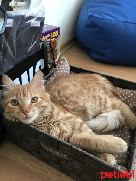 Tekir Kedi, Kedi  Venüs fotoğrafı