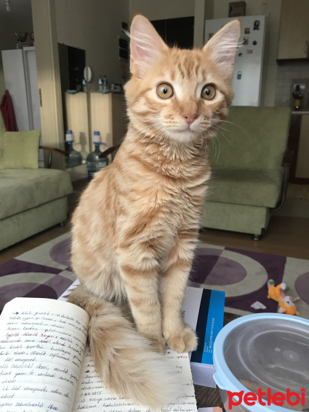Tekir Kedi, Kedi  Venüs fotoğrafı