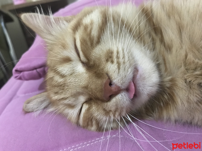 Tekir Kedi, Kedi  Venüs fotoğrafı