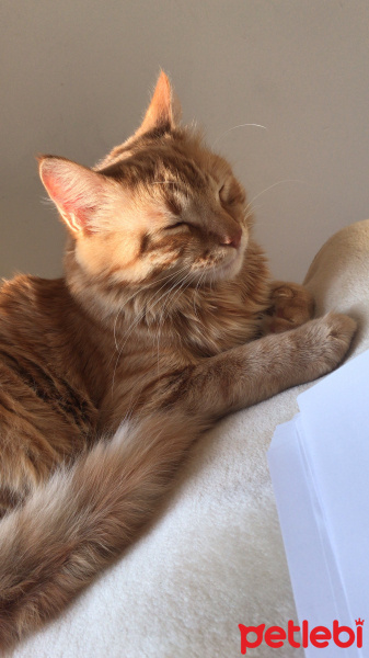 Tekir Kedi, Kedi  Venüs fotoğrafı