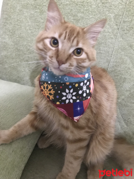 Tekir Kedi, Kedi  Venüs fotoğrafı