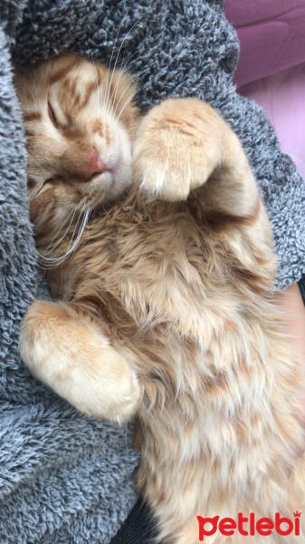 Tekir Kedi, Kedi  Venüs fotoğrafı