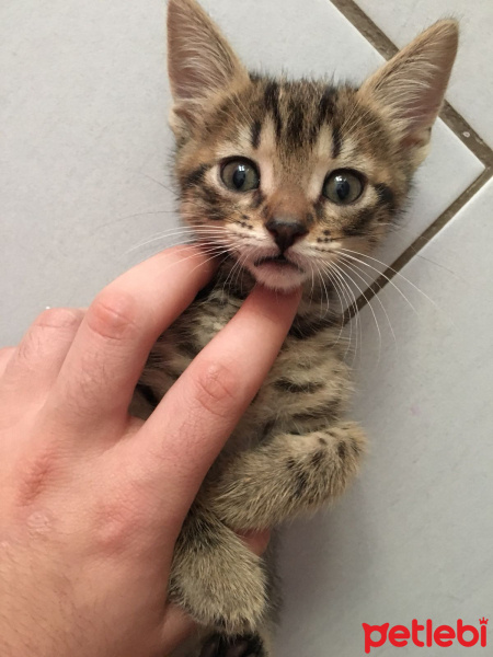 Tekir Kedi, Kedi  3 yavru bebek kedi fotoğrafı
