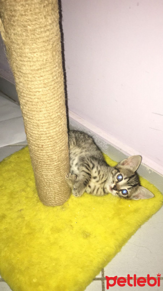 Tekir Kedi, Kedi  3 yavru bebek kedi fotoğrafı