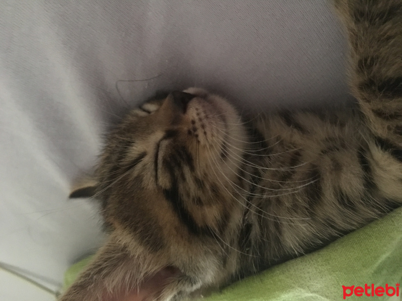 Tekir Kedi, Kedi  3 yavru bebek kedi fotoğrafı