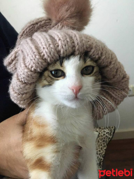 Tekir Kedi, Kedi  Boni fotoğrafı