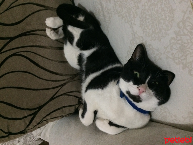 Tekir Kedi, Kedi  Mars fotoğrafı