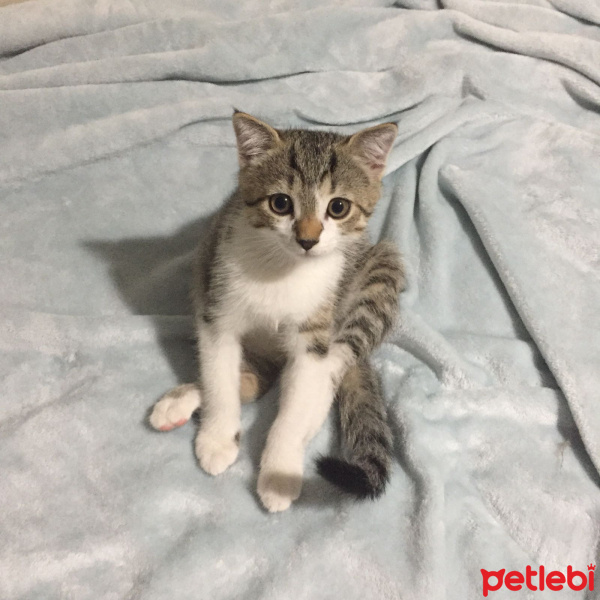 Scottish Fold, Kedi  Pablo fotoğrafı