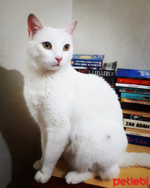 Van Kedisi, Kedi  Paşa fotoğrafı