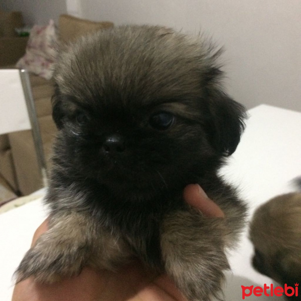 Pekingese, Köpek  Minik fotoğrafı