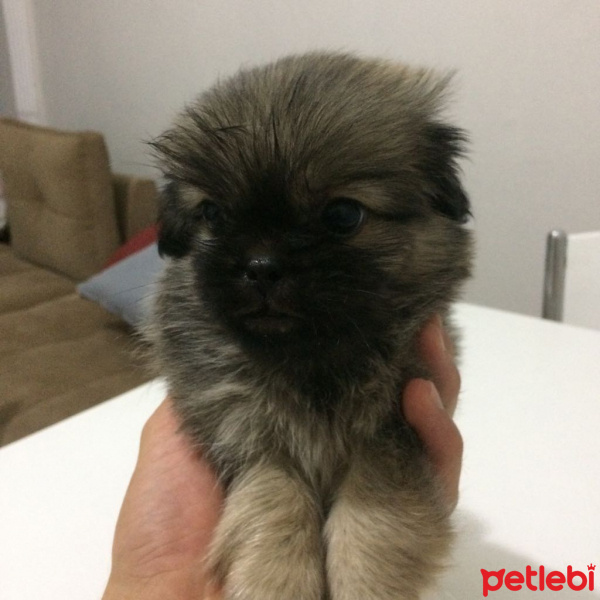 Pekingese, Köpek  Minik fotoğrafı