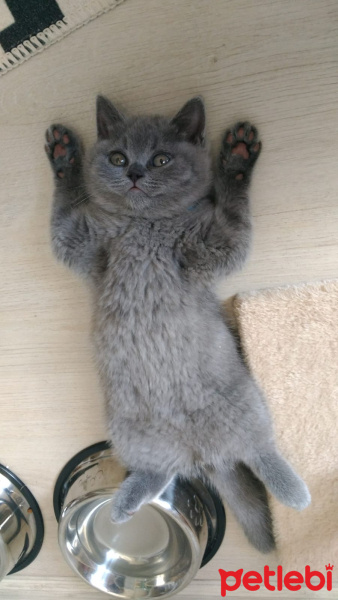 British Shorthair, Kedi  Chivas fotoğrafı