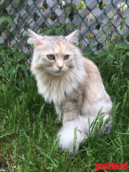 Sibirya Kedisi, Kedi  Fırtına fotoğrafı