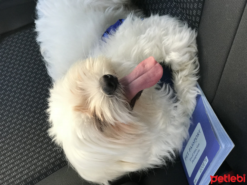 Maltese, Köpek  Çilek fotoğrafı