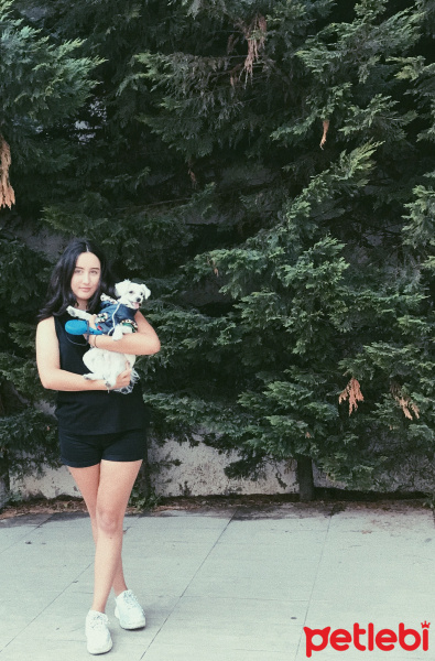 Maltese, Köpek  Çilek fotoğrafı