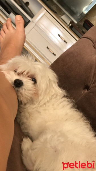 Maltese, Köpek  Çilek fotoğrafı