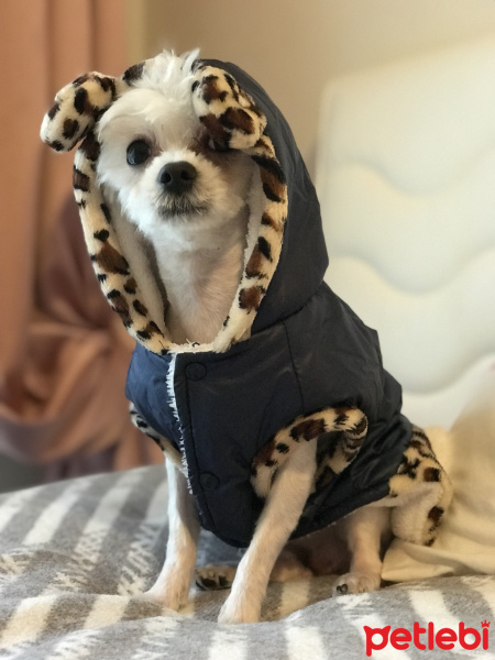 Maltese, Köpek  Çilek fotoğrafı