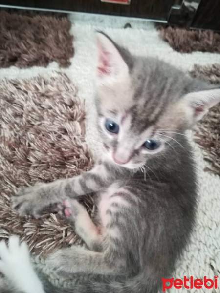 European Shorthair, Kedi  Minou fotoğrafı