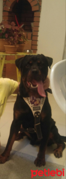 Rottweiler, Köpek  Baron fotoğrafı