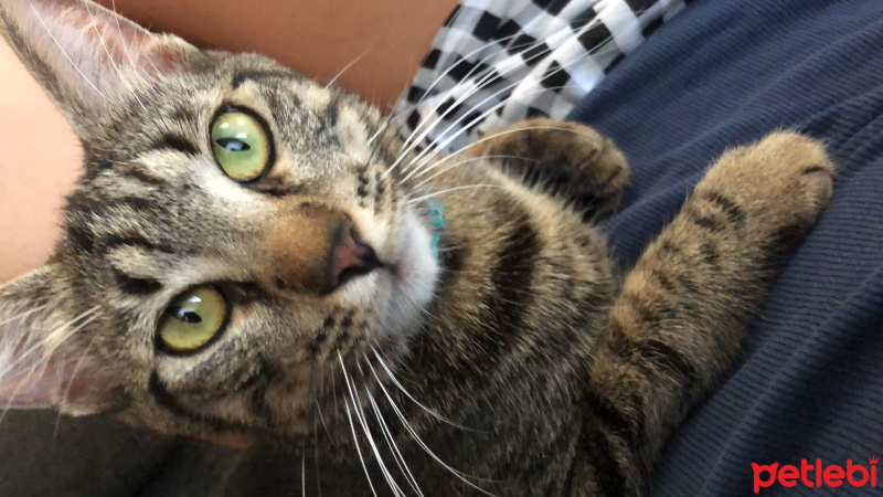 Tekir Kedi, Kedi  Yumak fotoğrafı