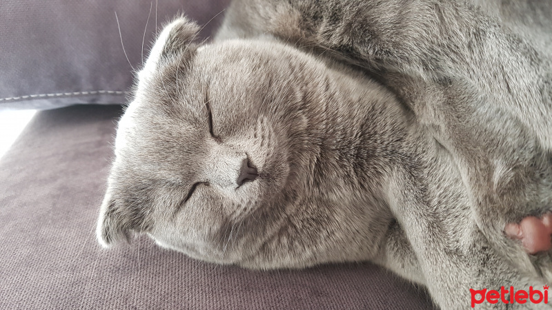 Scottish Fold, Kedi  Çakıl fotoğrafı