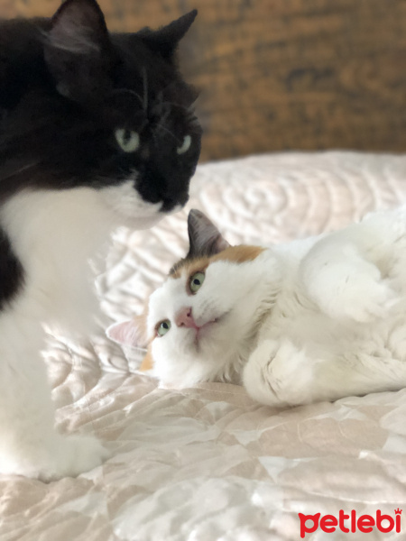 Tekir Kedi, Kedi  Çıtçıt, Elizabeth fotoğrafı
