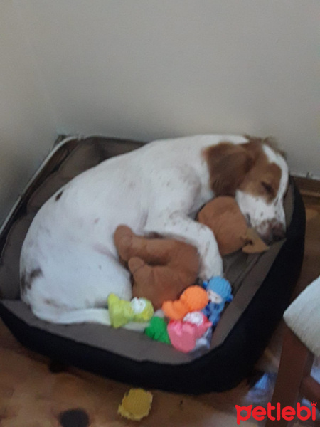 Beagle, Köpek  Şarlo fotoğrafı