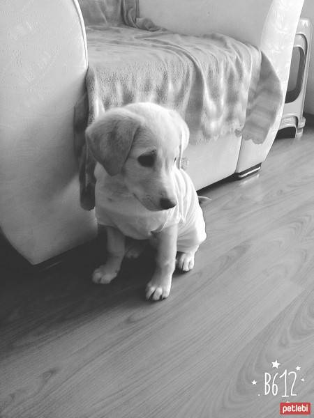 Golden Retriever, Köpek  Lucy fotoğrafı