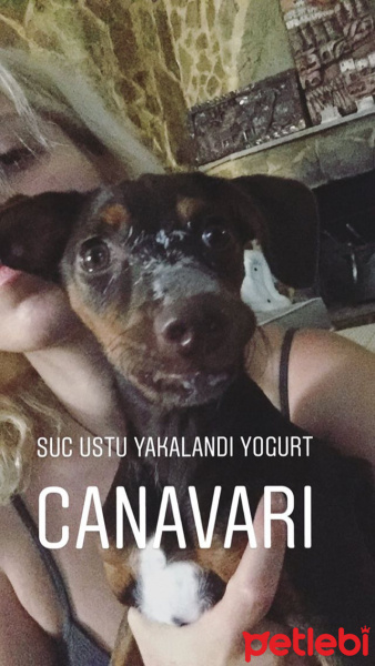 Minyatür Pinscher, Köpek  Holy fotoğrafı