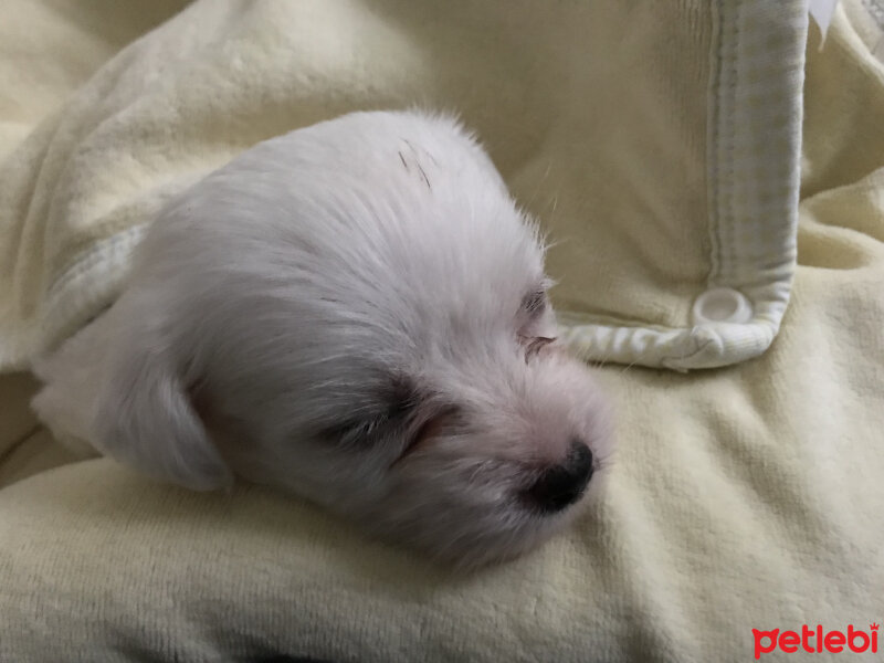 Maltese, Köpek  Tekila fotoğrafı