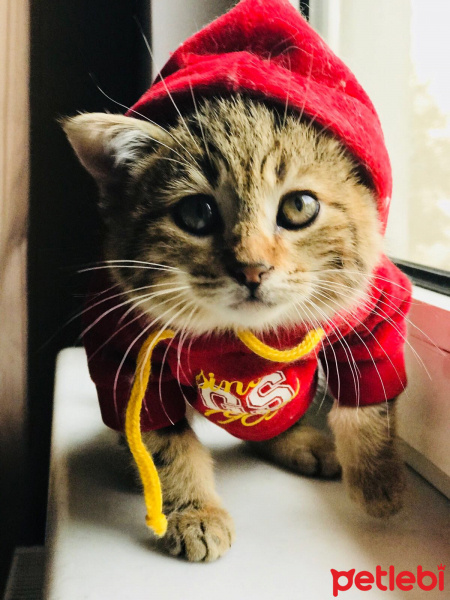 Tekir Kedi, Kedi  Tiny fotoğrafı