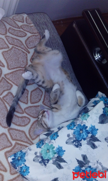 Tekir Kedi, Kedi  Rachel fotoğrafı