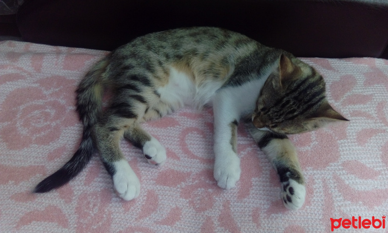 Tekir Kedi, Kedi  Rachel fotoğrafı
