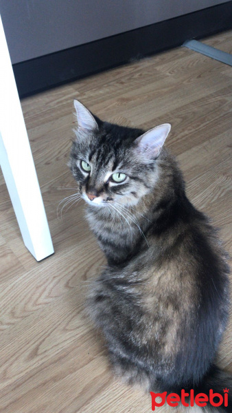 Tekir Kedi, Kedi  nimy fotoğrafı